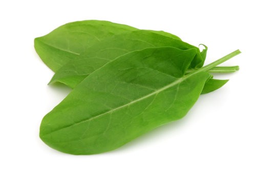 Sorrel Leaf