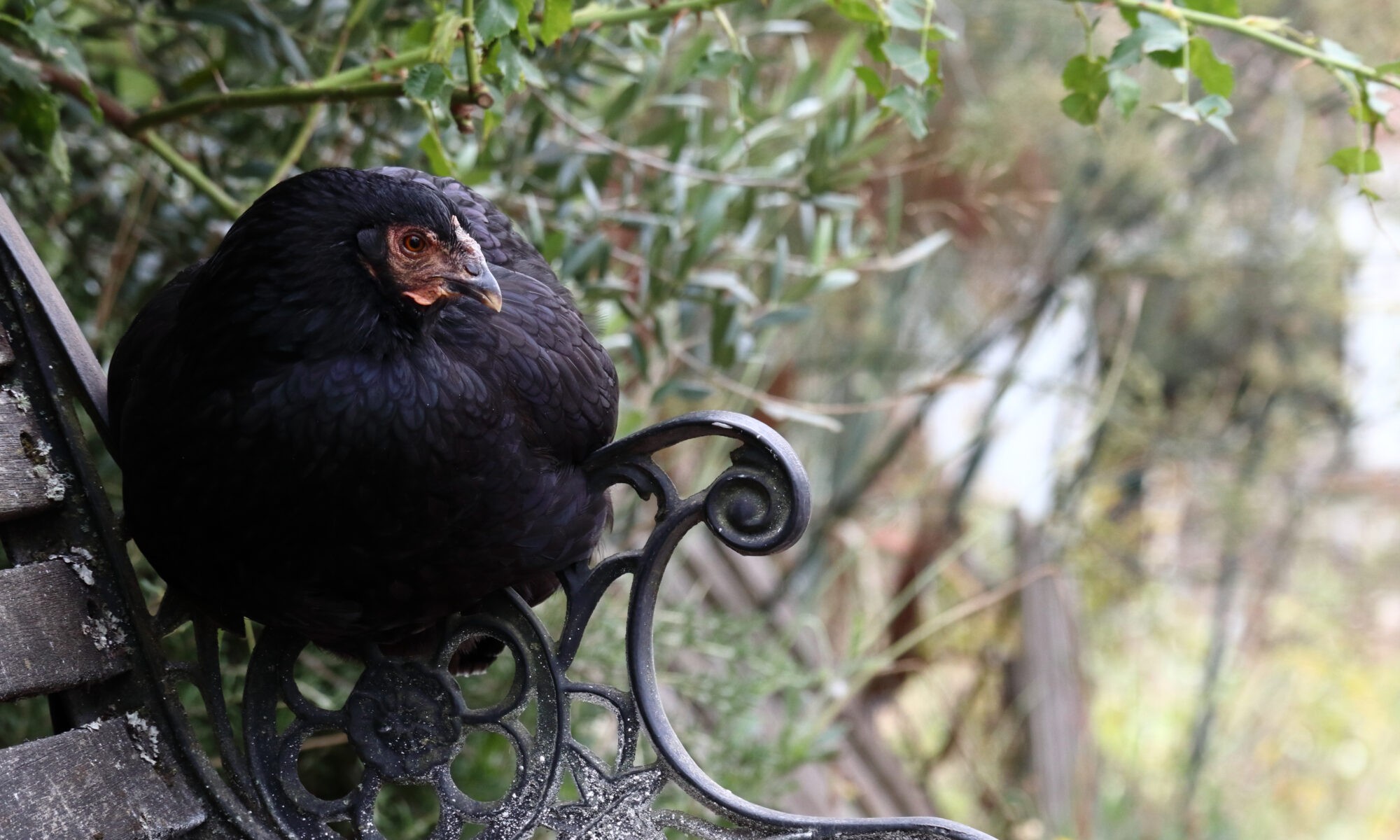 Black Hen Sitting On Bench Arm Rest