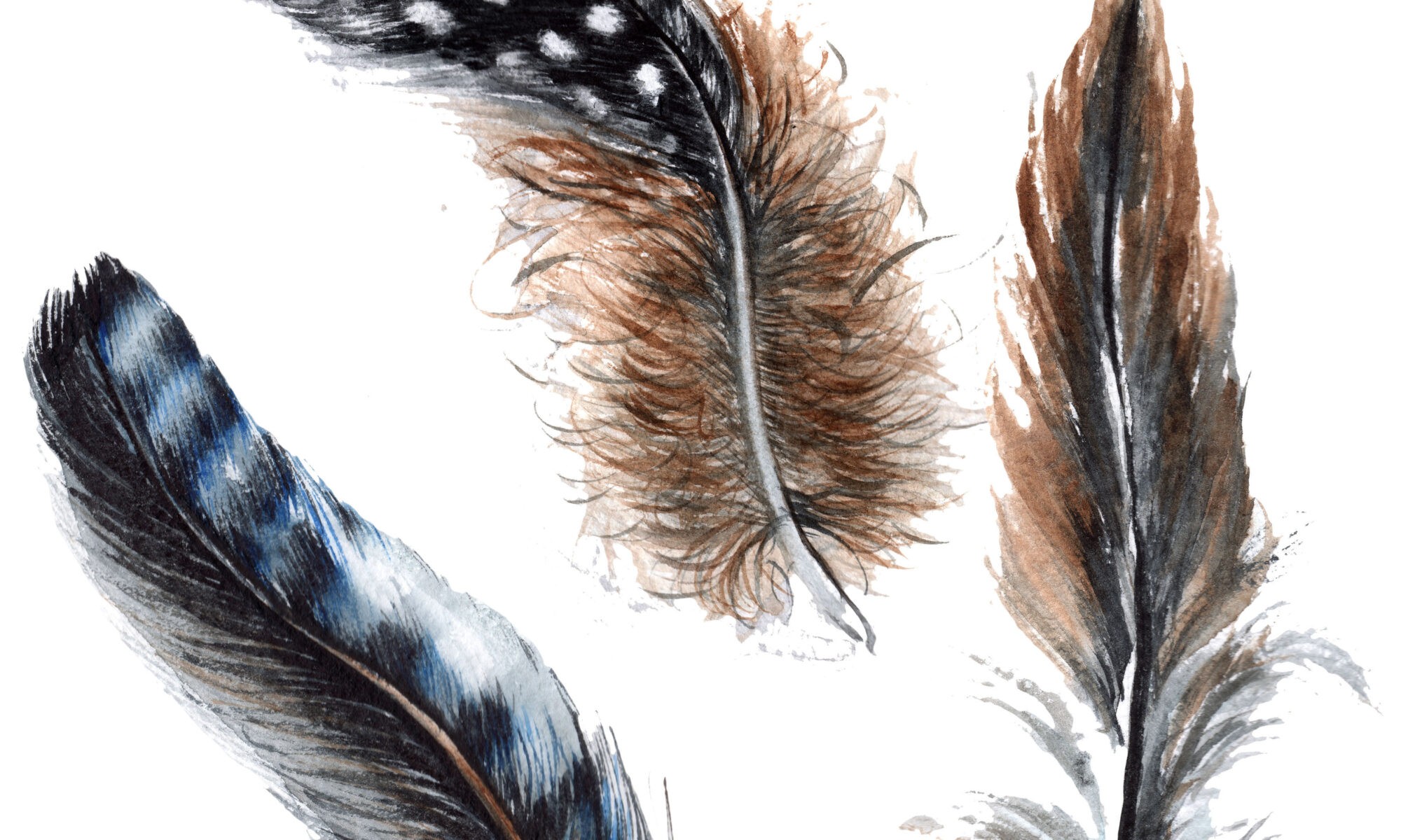 Watercolor Bird Feather Art