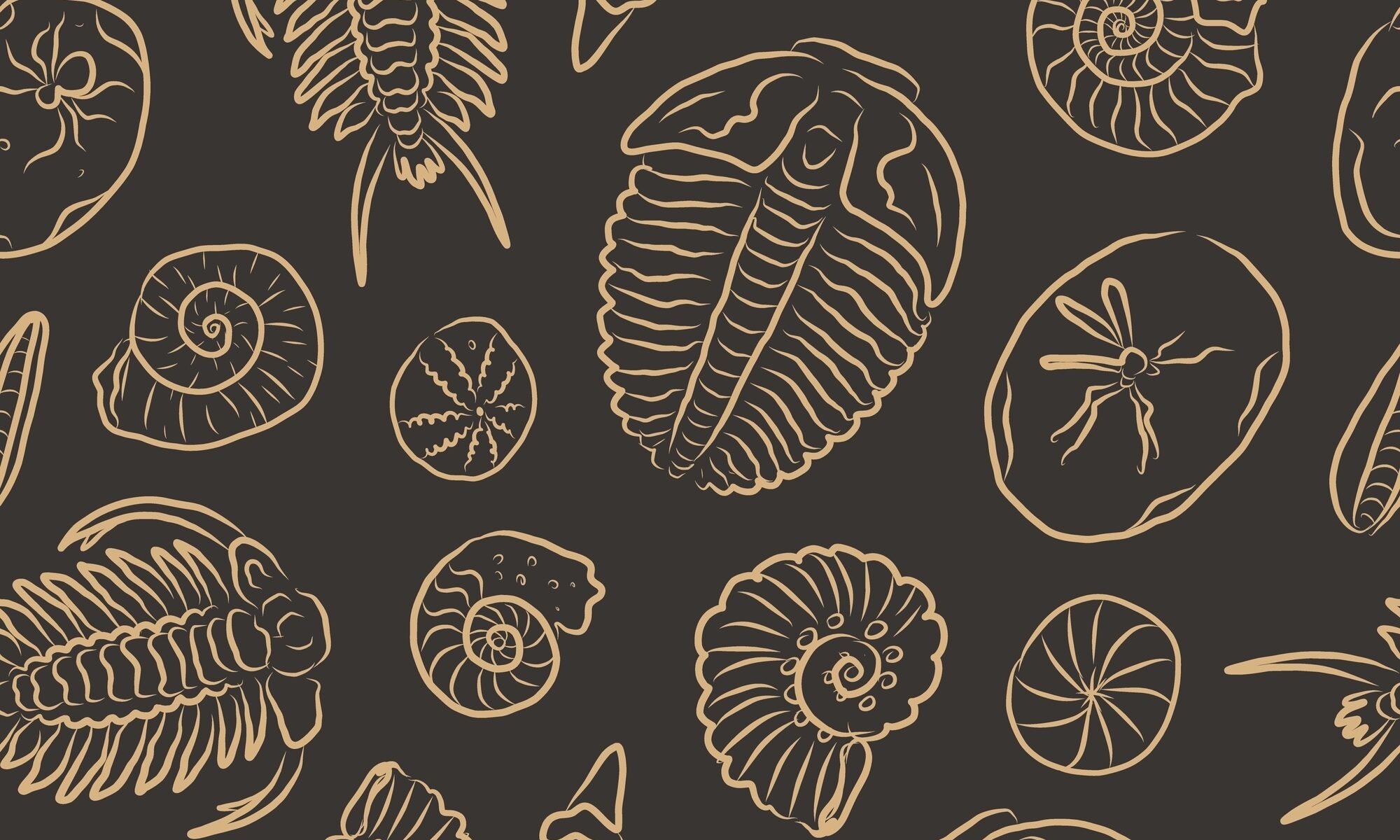 Ammonite Shell Pattern