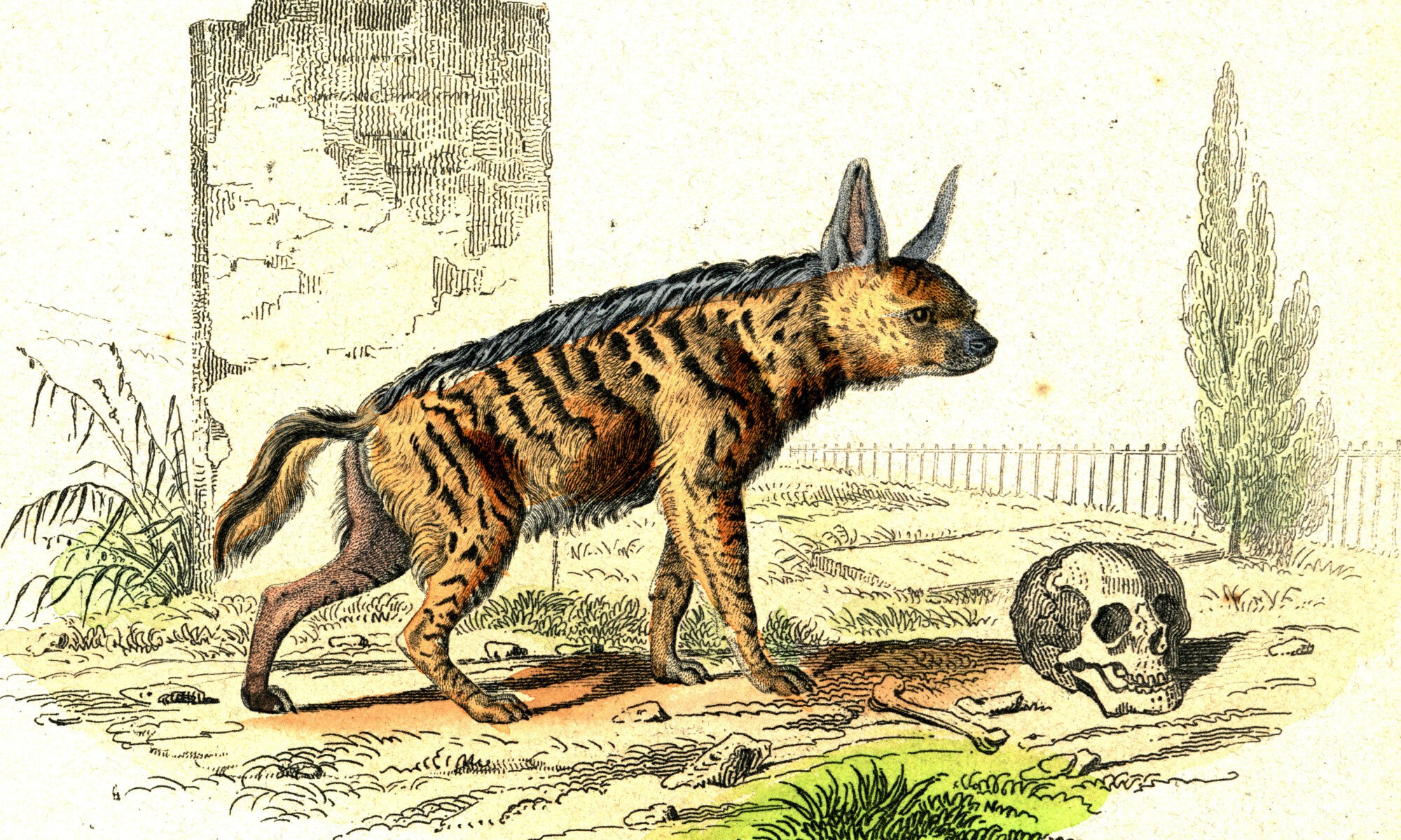 Striped hyena vintage art